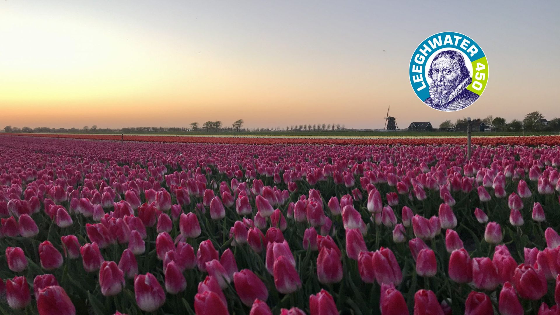 Beemster Tulpen